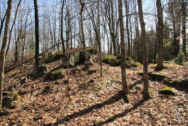 view of local wilderness