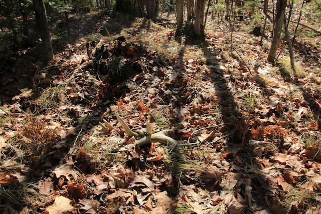 view of local wilderness