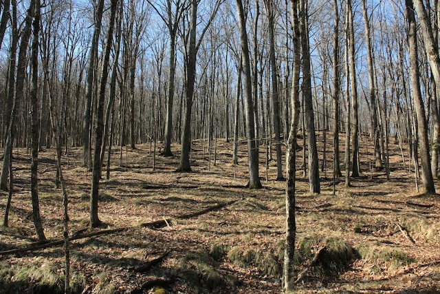 view of local wilderness