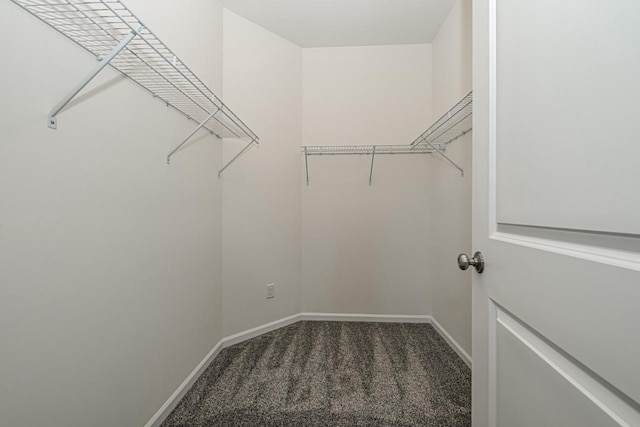 walk in closet with carpet floors