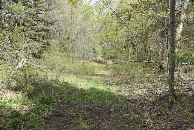 view of local wilderness