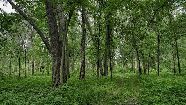 view of local wilderness