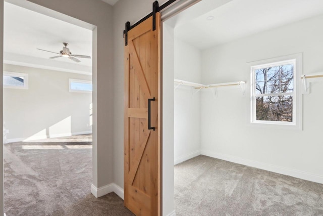 walk in closet with carpet and a barn door