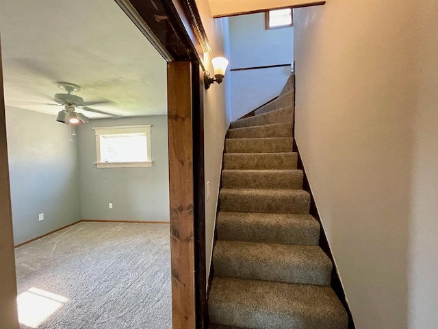 staircase featuring ceiling fan and carpet floors