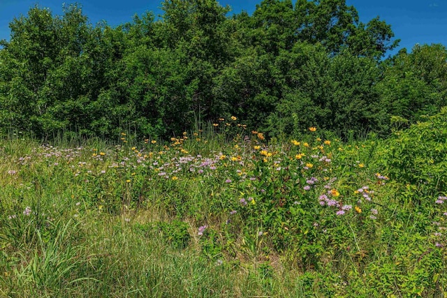 view of local wilderness