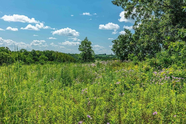 view of local wilderness