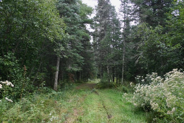 view of local wilderness