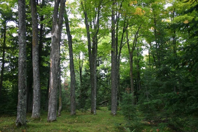 view of local wilderness