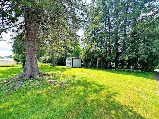 view of yard featuring a shed