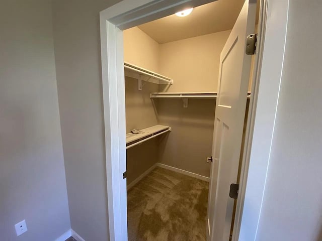 spacious closet featuring carpet flooring