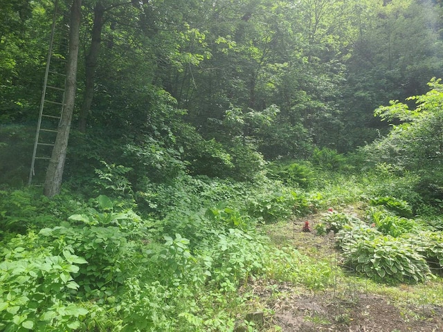 view of nature with a forest view