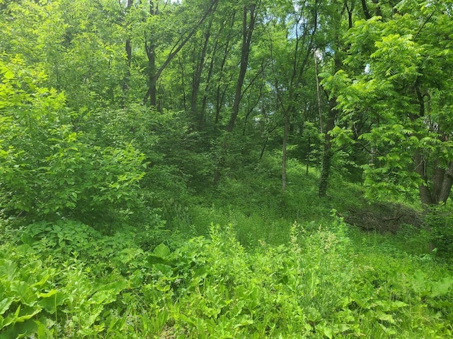 view of local wilderness with a wooded view