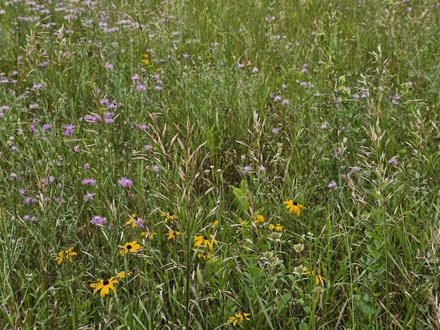 view of nature