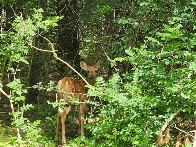 view of nature