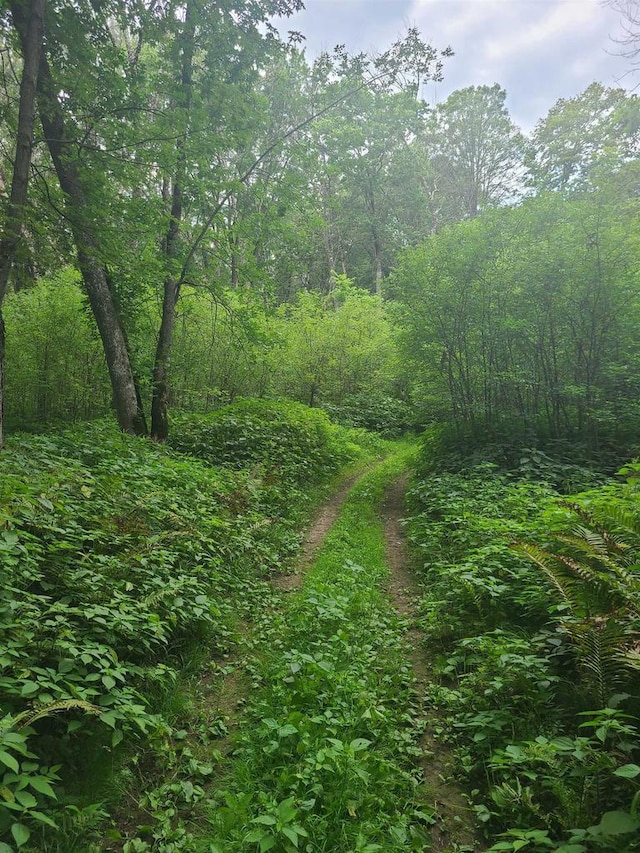 view of local wilderness