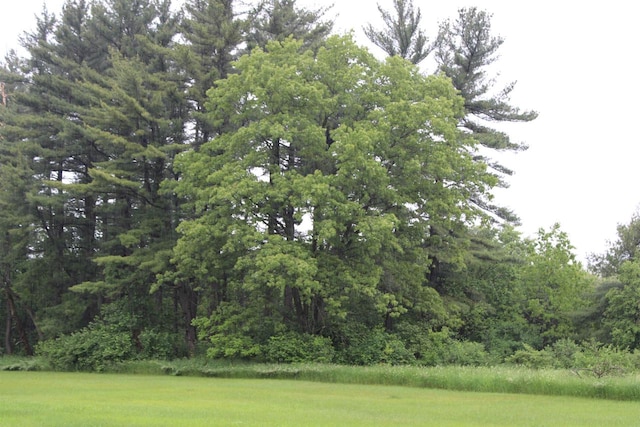 view of local wilderness