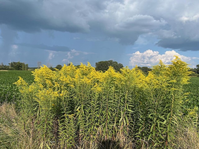 view of nature