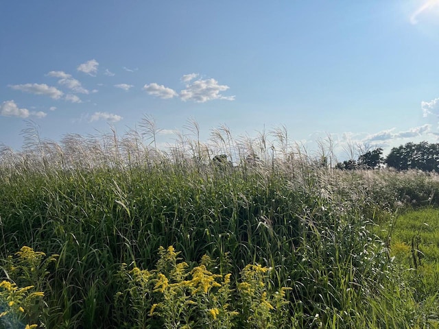 view of local wilderness