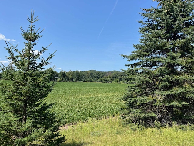 view of local wilderness