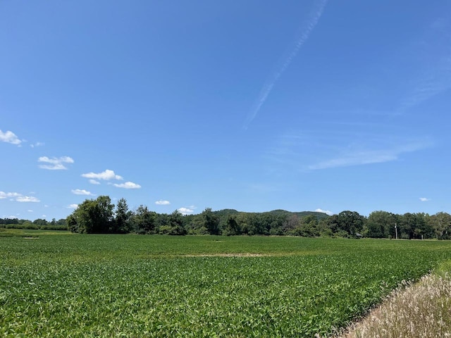 view of local wilderness