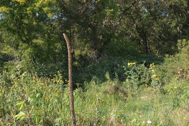 view of nature with a forest view