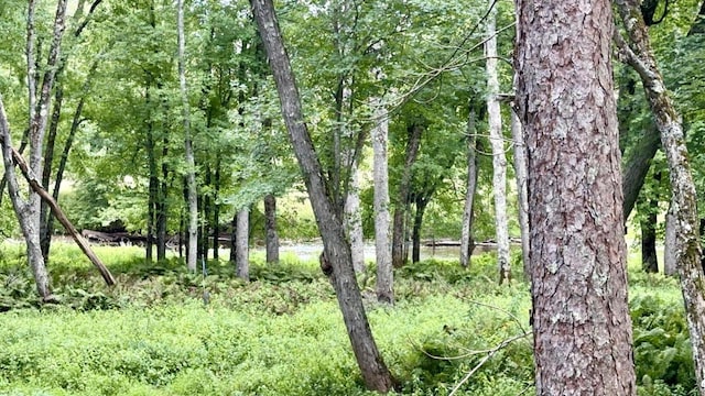 view of local wilderness