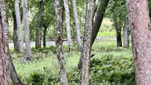 view of local wilderness