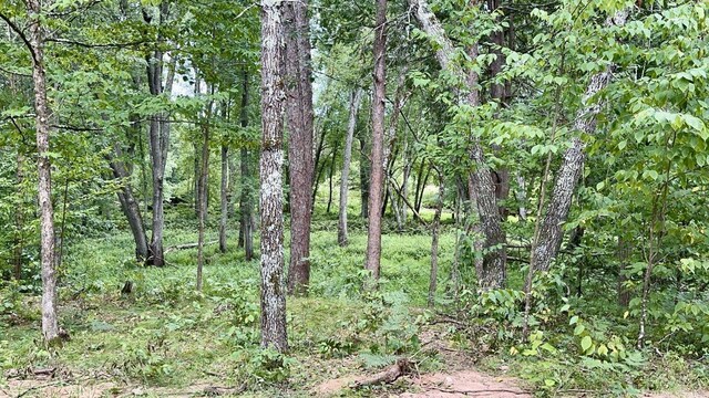 view of local wilderness