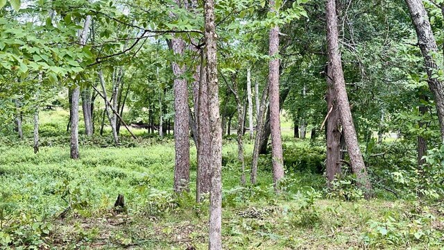 view of local wilderness