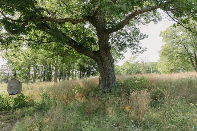 view of local wilderness