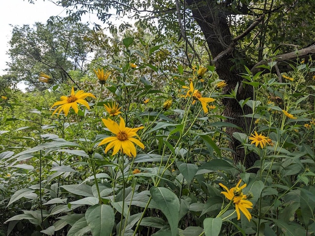 view of nature