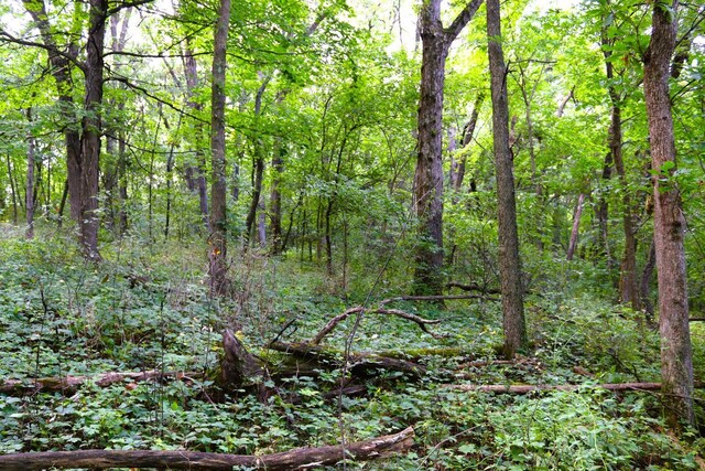 view of landscape