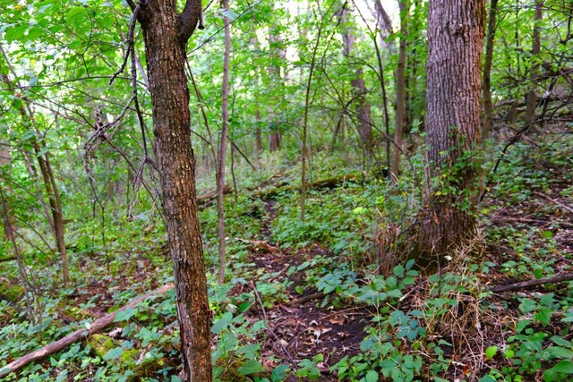 view of nature