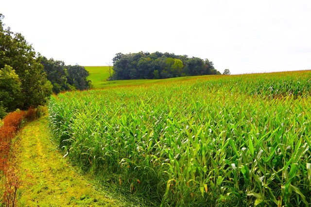 view of nature featuring a rural view