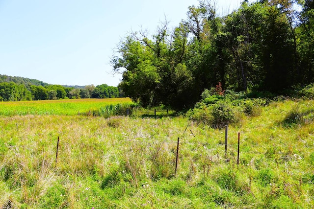 view of local wilderness