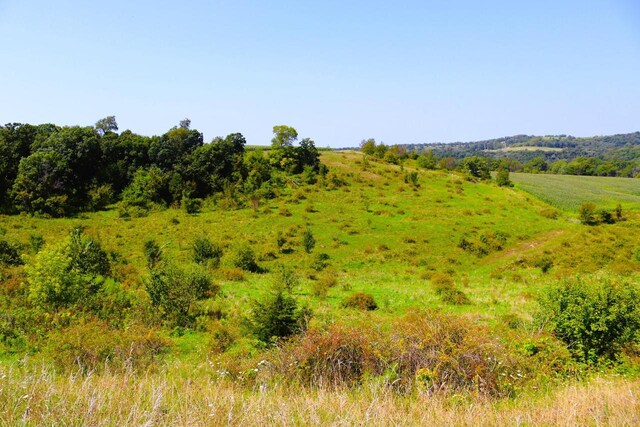 view of local wilderness