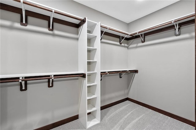 spacious closet featuring carpet