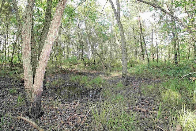 7750 Pine Rd, Arena, WI 53503 - view of landscape with a view of trees