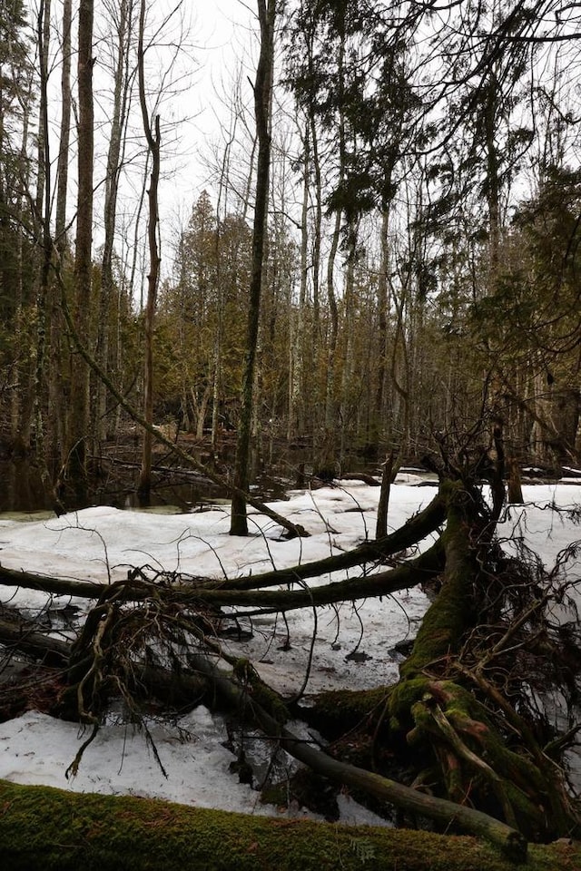 view of local wilderness