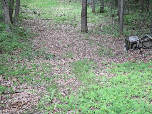 view of local wilderness