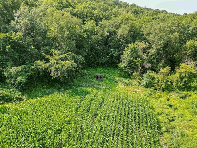 view of local wilderness