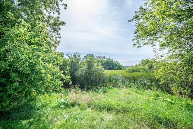 view of local wilderness