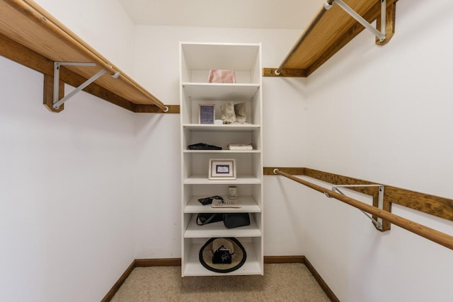 spacious closet featuring carpet