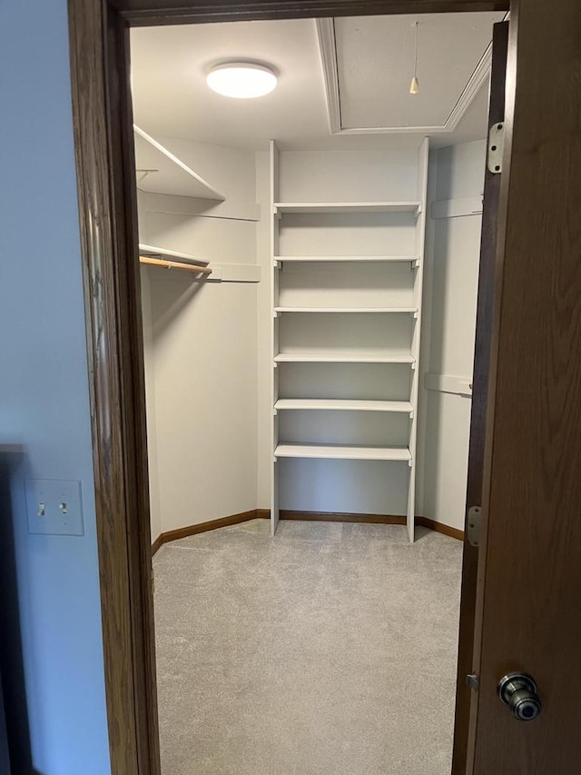 walk in closet with carpet floors