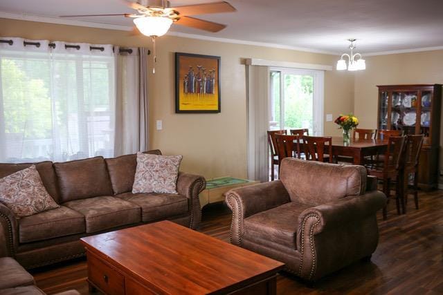 living room with dark wood-type flooring, ceiling fan with notable chandelier, and ornamental molding