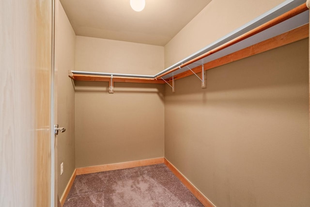 spacious closet featuring carpet floors