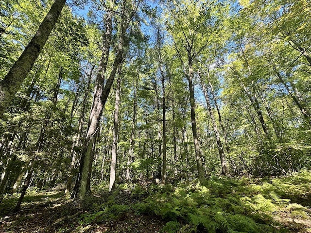 view of local wilderness