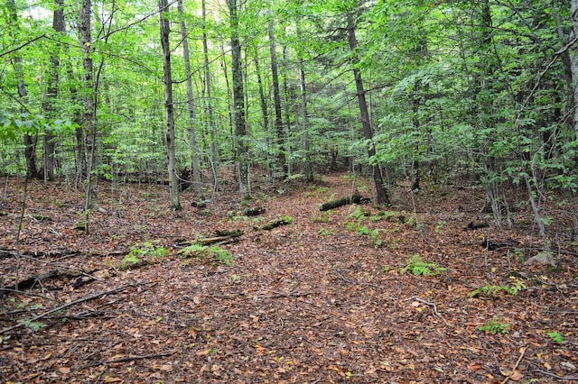 view of local wilderness