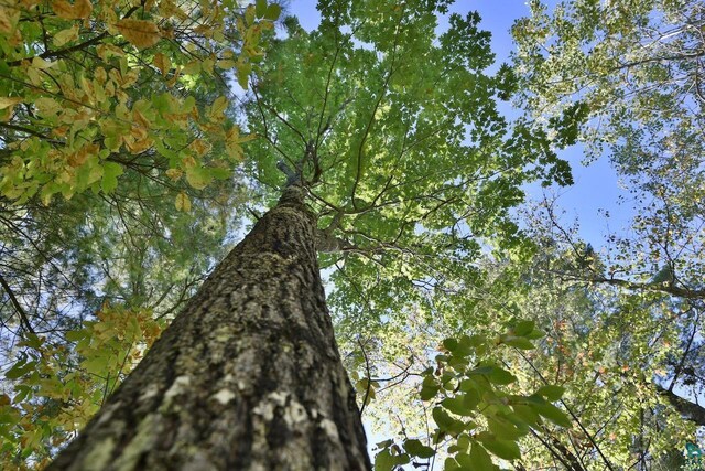 LOT1 County Highway C, Cornucopia, WI 54827