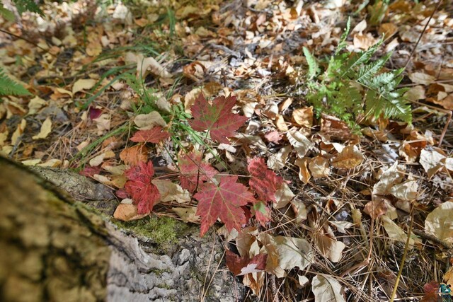 LOT1 County Highway C, Cornucopia, WI 54827